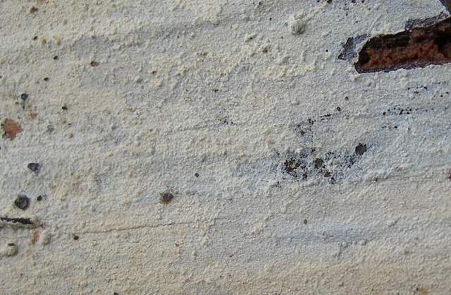 le  Specie  invernali  del  Leimental